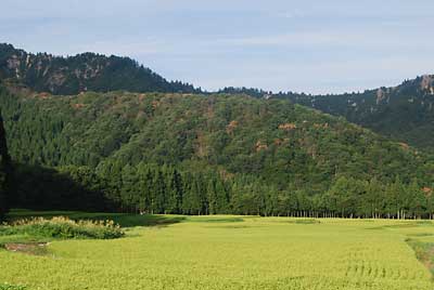 近くの山々のナラ枯れが目立ってきました。
