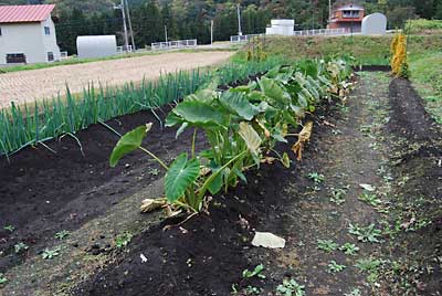 午後から里芋（土垂）の収穫をすることにしました。