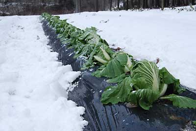 白菜は、もう少し雪の下にしておくことにしました。