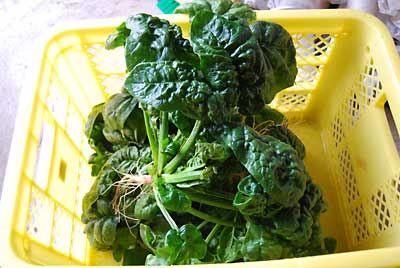 ほうれん草の寒ちぢみも収穫しました。