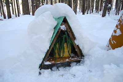 ネギは、雪室２号に入れました。