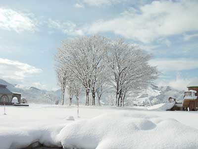 今日は、雪の天気予報でしたが朝から晴れて来ました。