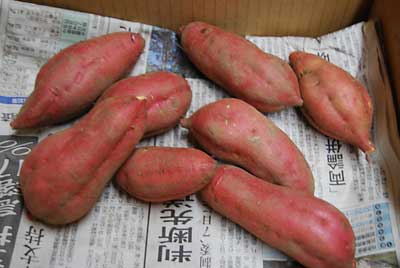 サツマイモの安納３号もほぼ完売しました。