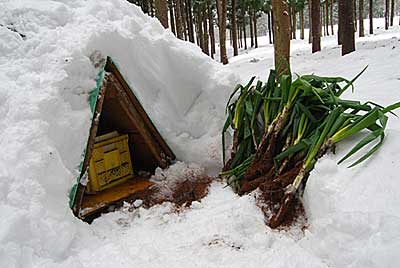 雪室に入れていた日本海ネギを取りに行って来ました。