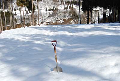 白菜は、すっかり雪に埋まっています。