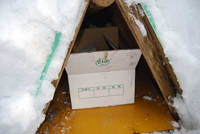 白菜を雪室に収納しました。