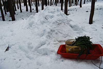雪室から取りだした日本海ネギは、明日直売所に出店する予定です。