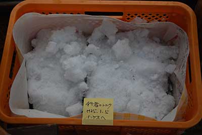 行者ニンニクも雪の中から掘り出して１箱、ハウスに入れました。