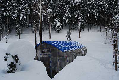 ハウスもかなり雪に囲まれてしました。