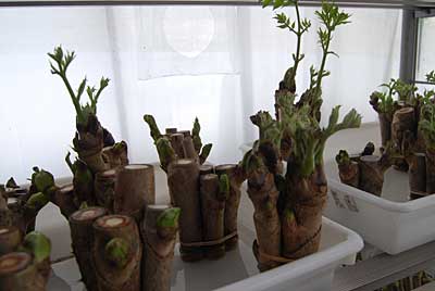 病気でダメになったタラの芽ですが、精鋭たちが少し残って頑張っています。