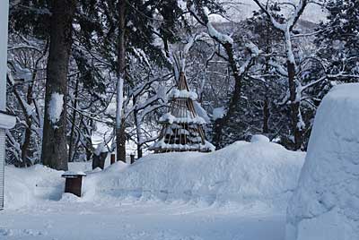 立派？に雪囲いをしてくれています。ホッ