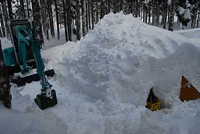 ユンボで除雪して、雪室２号から白菜を取りだしてみました。