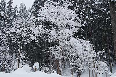 庭の桜の樹が雪をかぶってきれいです！