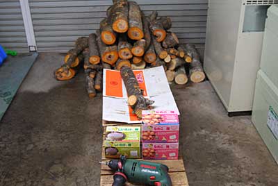 ホダ木に ナメコの種駒を４００個打ちました。