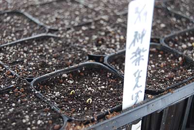 ２月１９日に種まきした神楽なんばんの種がようやく発芽してくれました。