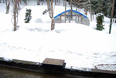 まだまだ雪がいっぱいですが、農園用に使う神楽なんばんの種まきをしました。