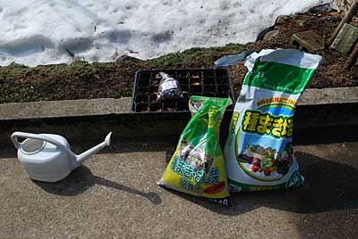 少しでも早く植えてみようと思い花豆の種まきをすることにしました。