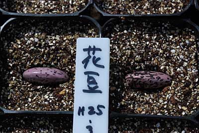 豆の胚の部分を下にして植えてみました。