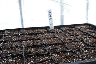 ３月２４日に種まきした花豆が発芽し始めました。