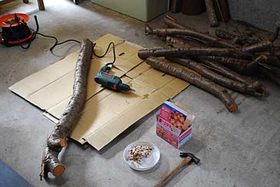 桜の枝払いをして撤収して来た枝にナメコの種駒を４００駒打ちました。