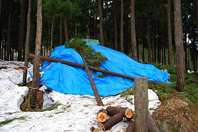 雪室に被せたシートがどうなっているか見に行って来ました。