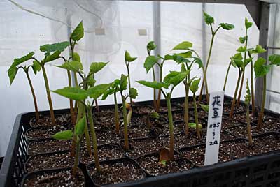 発芽した花豆が、あっというまに２０ｃｍくらいになってしまいました。