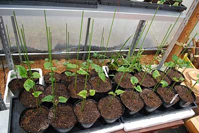 昨日の続きで花豆のポットの植え替えをしました。