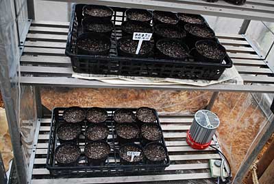 ハウスの中のミニハウスに入れて加温して発芽させます。