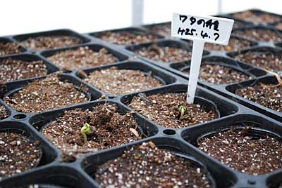 ワタの種の発芽が始まりました。