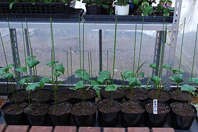 花豆の苗も大きくなって来ました。