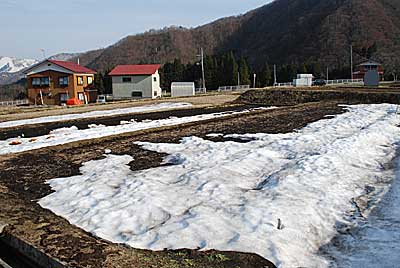 ようやく畑の雪が消えだして土が顔を出してきました。