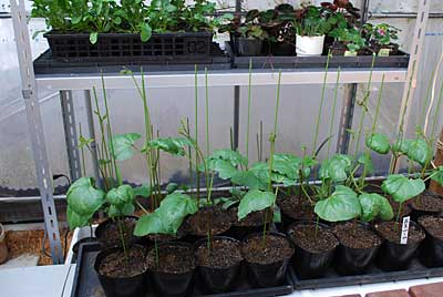 ハウスの中の花豆の苗が育ち過ぎました。