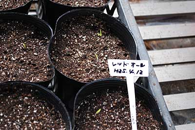 レッドオーレのトマトが発芽しました。