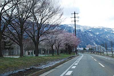 ようやく湯沢の中央公園の桜が咲き始めました。