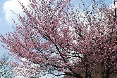 紅山桜なので色が濃くて、とってもきれいです。