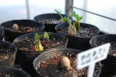 ハウスの中の落花生のオオマサリの苗が、葉を出してきました。