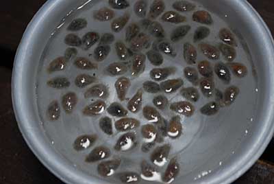 台所用洗剤で洗って、油分を洗い流して水がはじかないようにして から播種しました。