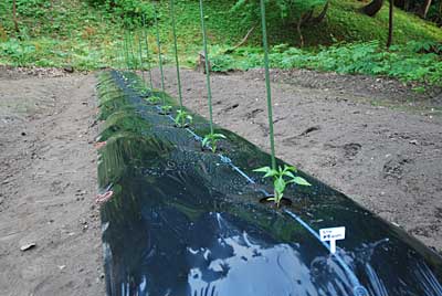 ハウスの裏の畑に神楽なんばん８本とワタの苗を定植しました。