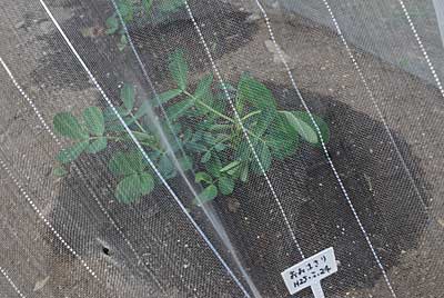 落花生のオオマサリですが、なんとか根付いてくれたようです。