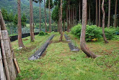 神楽なんばん畑も草だらけになってしまいました。
