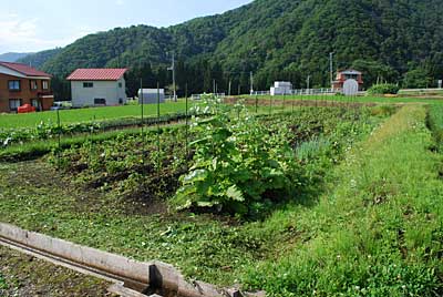 雑草にも恵みの雨になり、気がつくと雑草が凄いことになって しまいました。