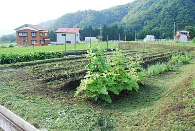 ２時間ほどかかってしまいましたが、何とか草刈りが 終わりました。 