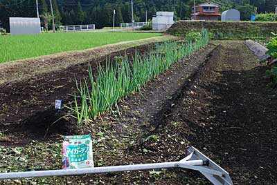 朝イチでネギの土寄せをすることにしました。