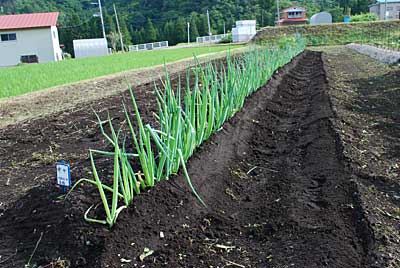土寄せ終了。