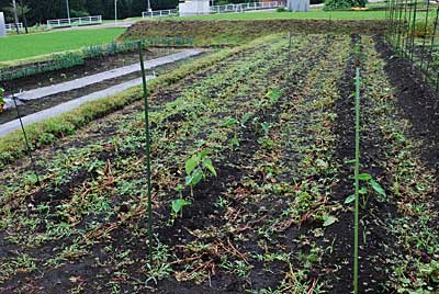 このところ雨のせいか里芋の発芽がかなり進みました。