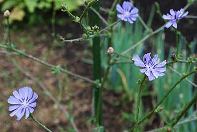 昨年のチコリから落ちた種から発芽したチコリに花が咲き出しました。