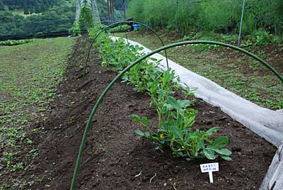 防虫アミを外した落花生のオオマサリは虫を見つけ次第捕殺しています。