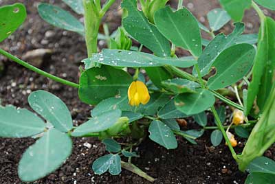 オオマサリの花は、小さくて色い花ですが咲いています。