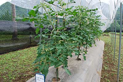 トマトのレッドオーレですがぐんぐん伸びています。