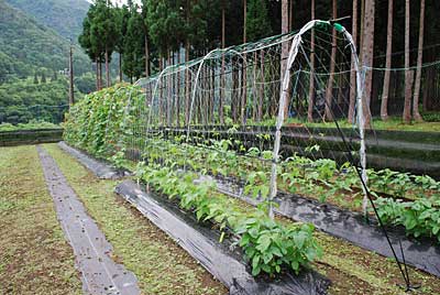 ツル系の豆も順調に育っています。